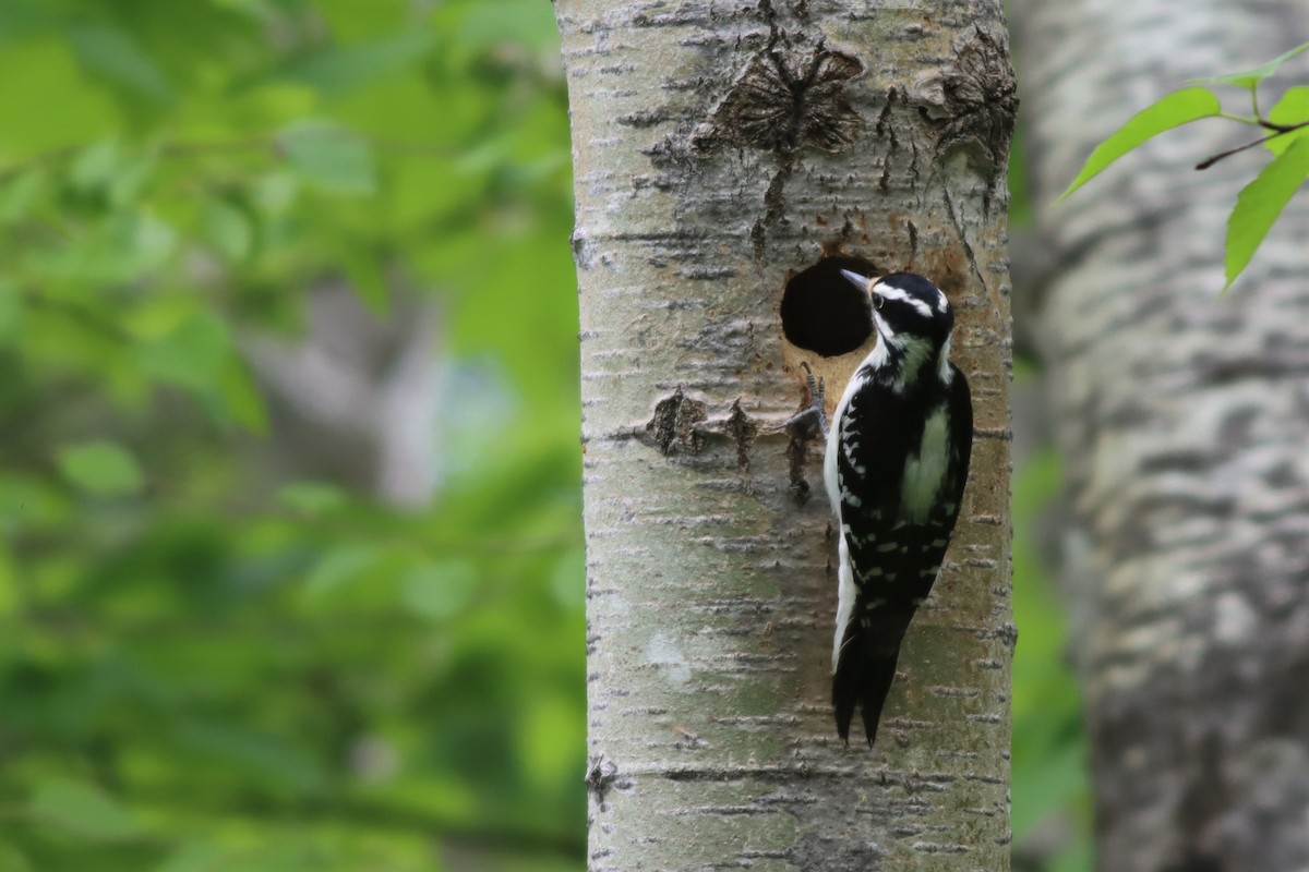 Hairy Woodpecker - ML457998241