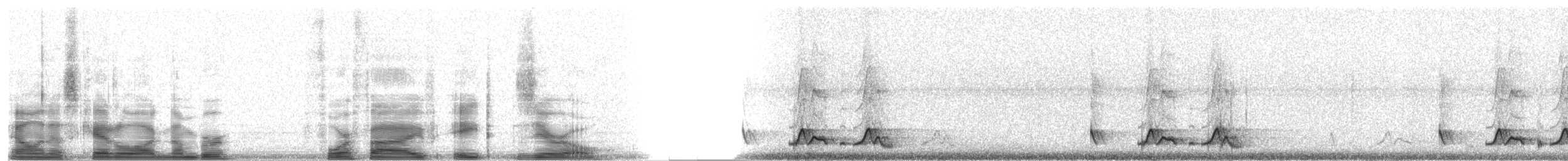 Carolinanachtschwalbe - ML4580