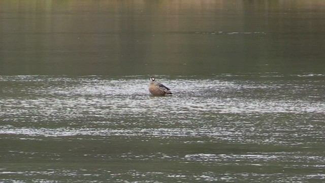 Spectacled Duck - ML458000231