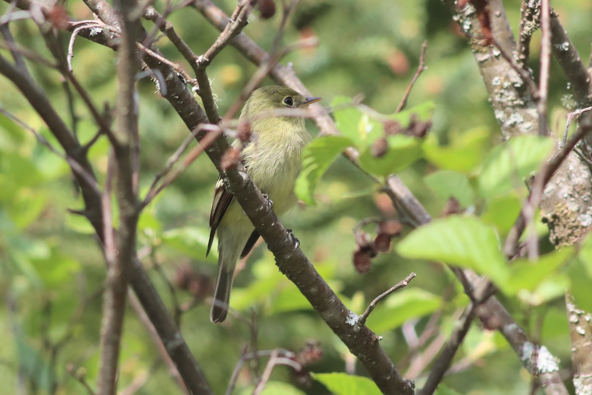 Yellow-bellied Flycatcher - Margaret Viens