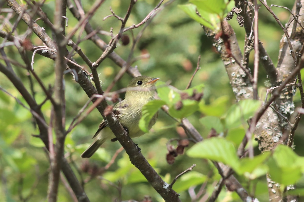 Yellow-bellied Flycatcher - Margaret Viens