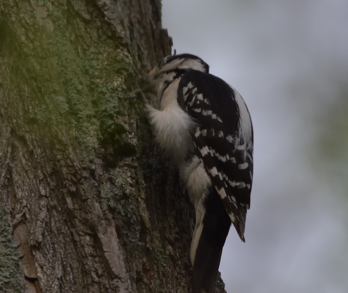 Hairy Woodpecker (Eastern) - ML458000961