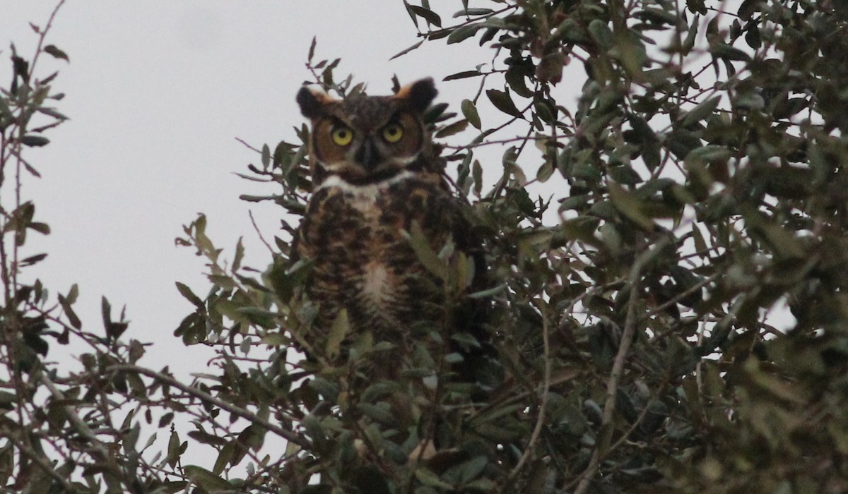 Great Horned Owl - Mitch Foret