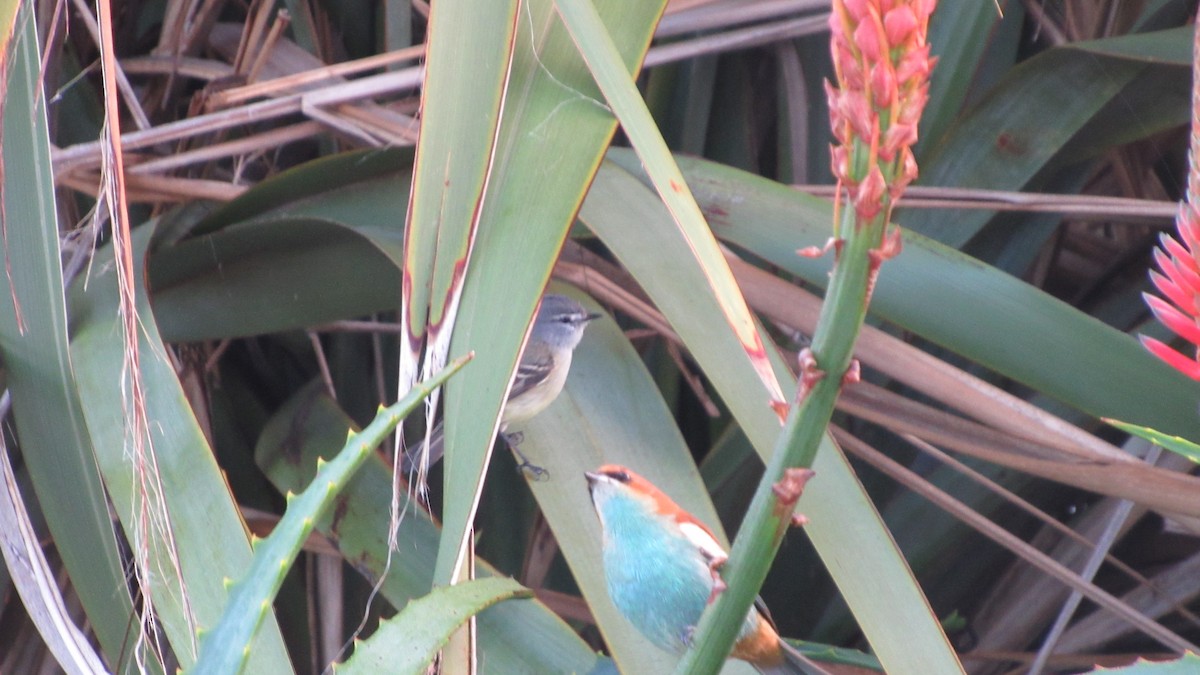 Chestnut-backed Tanager - ML458002691