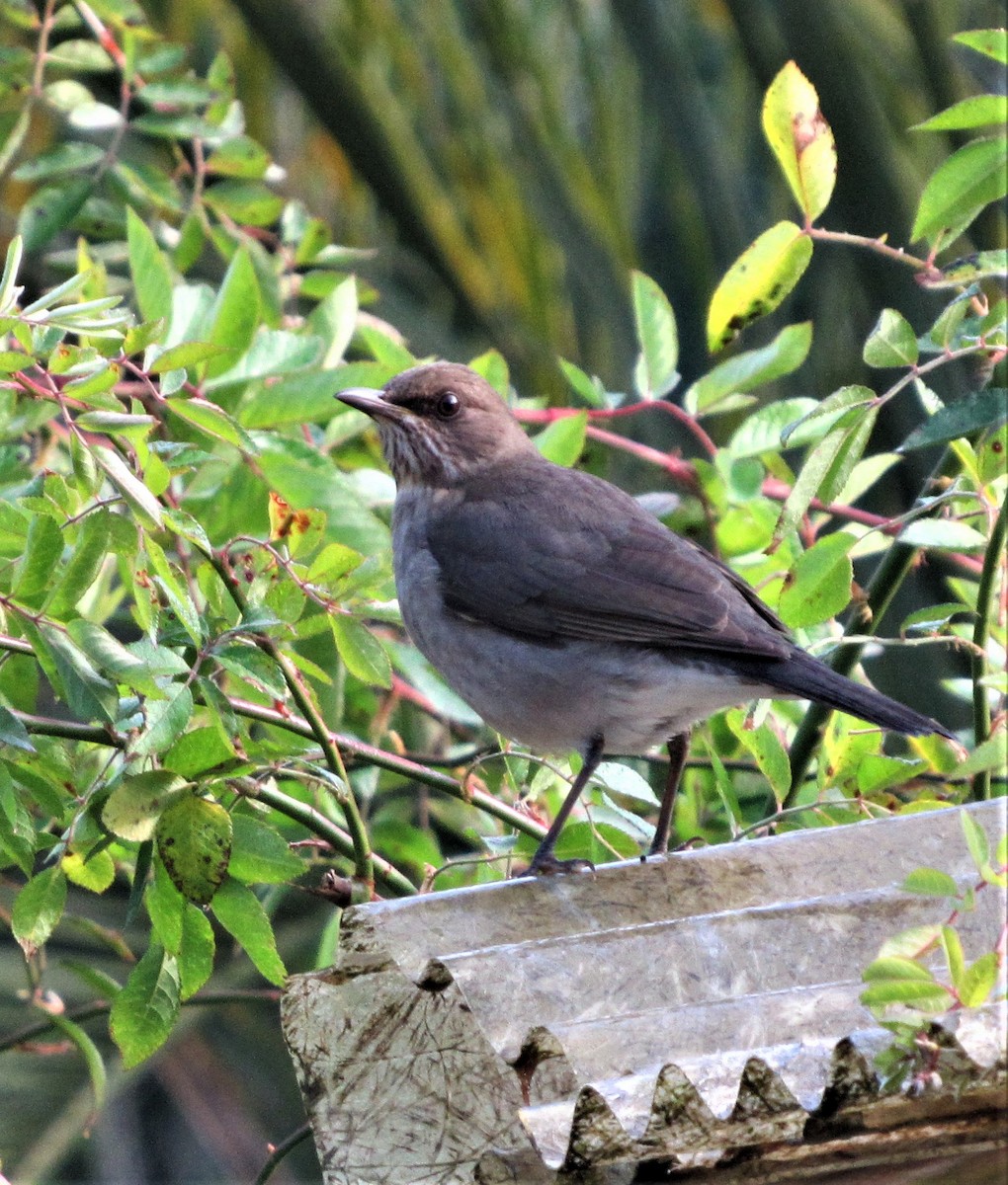 Creamy-bellied Thrush - ML458003001