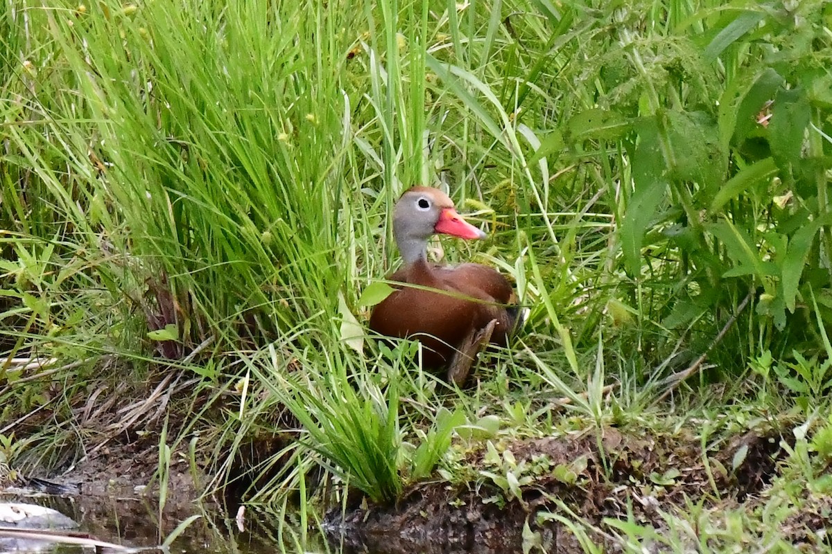 Black-bellied Whistling-Duck - Jack Verdin