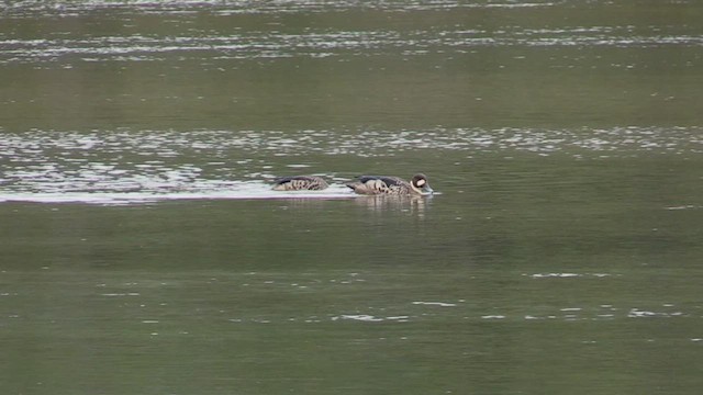 Spectacled Duck - ML458003441