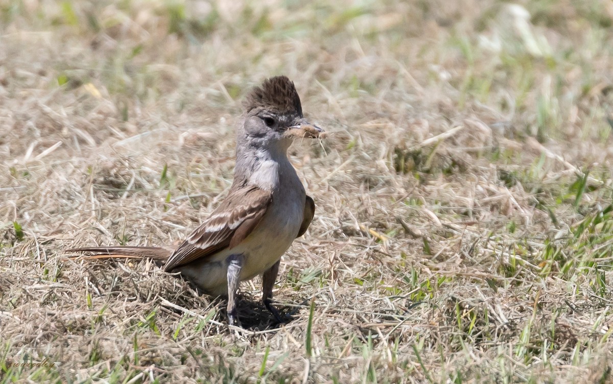 Ash-throated Flycatcher - ML458004371