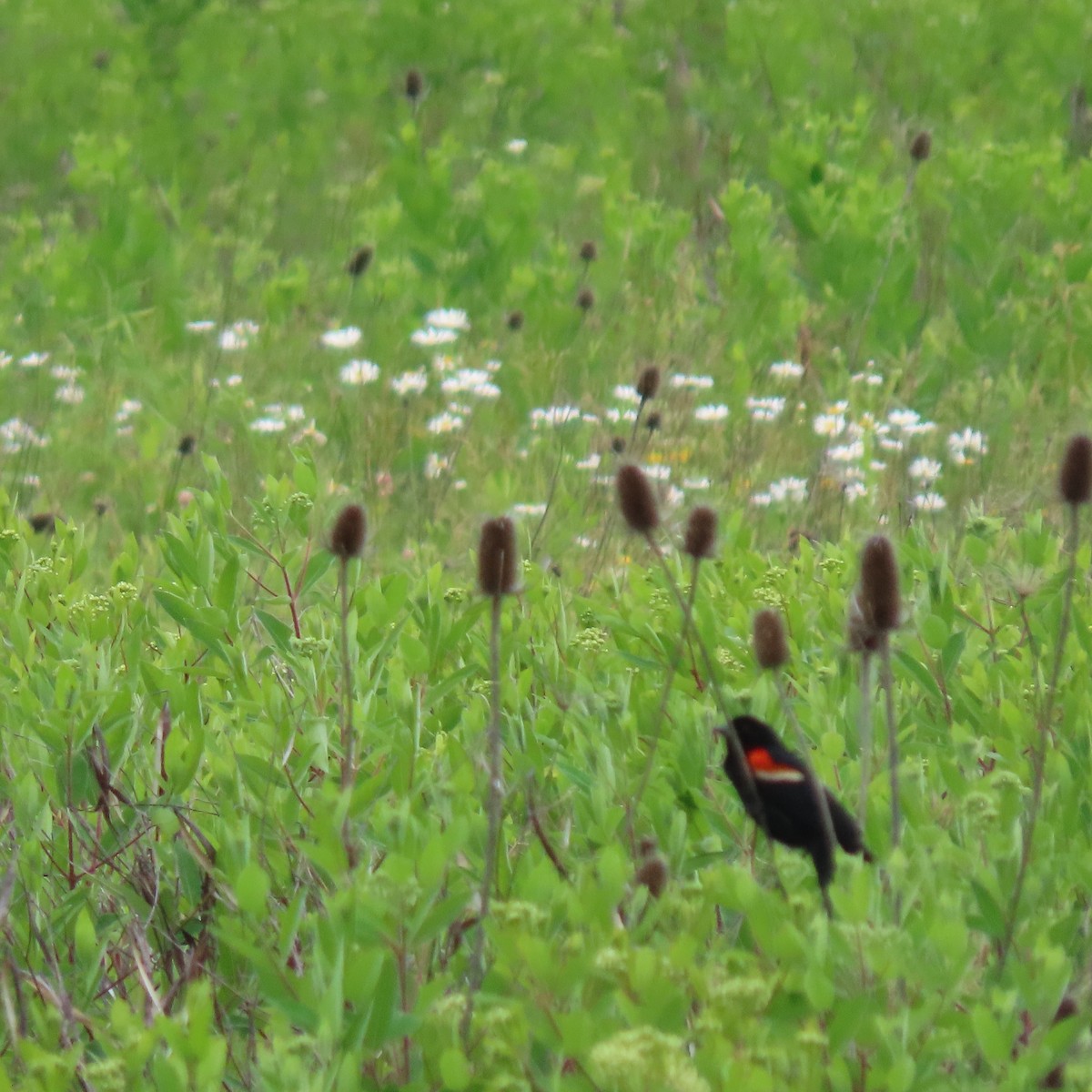 Red-winged Blackbird - ML458005461