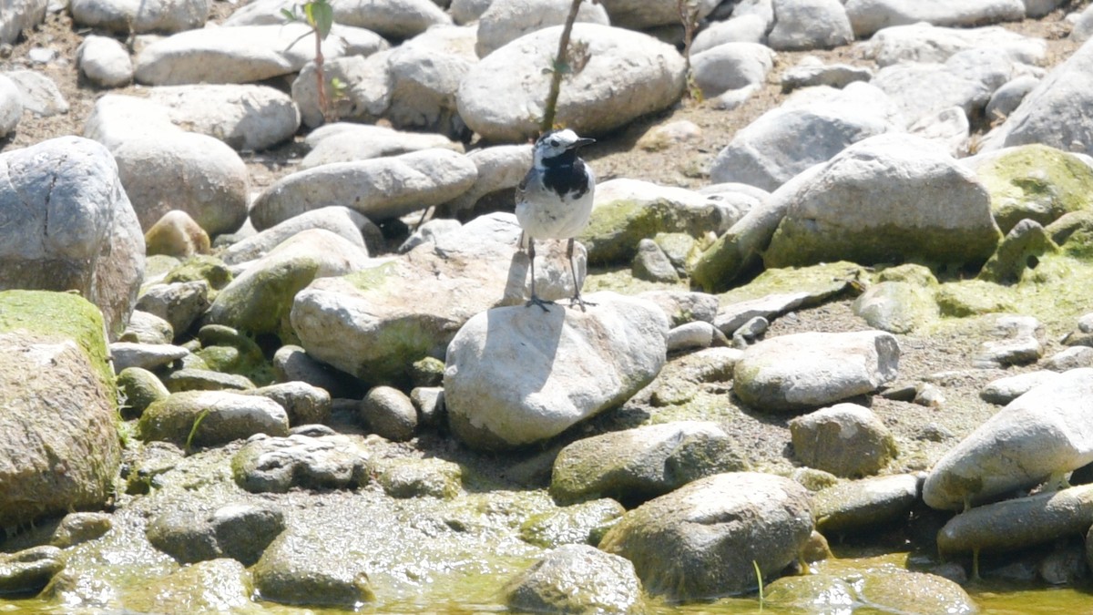 White Wagtail - ML458006471