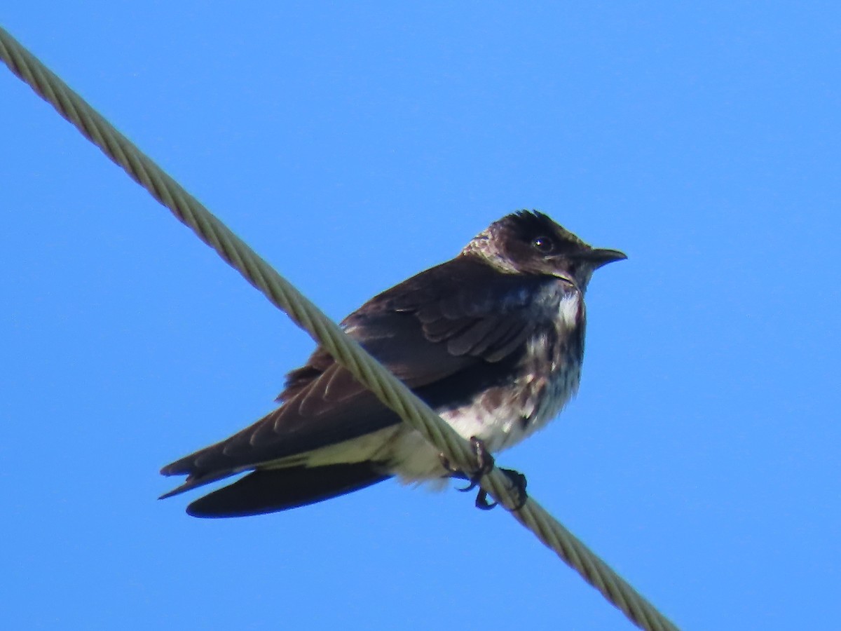 Purple Martin - ML458008761