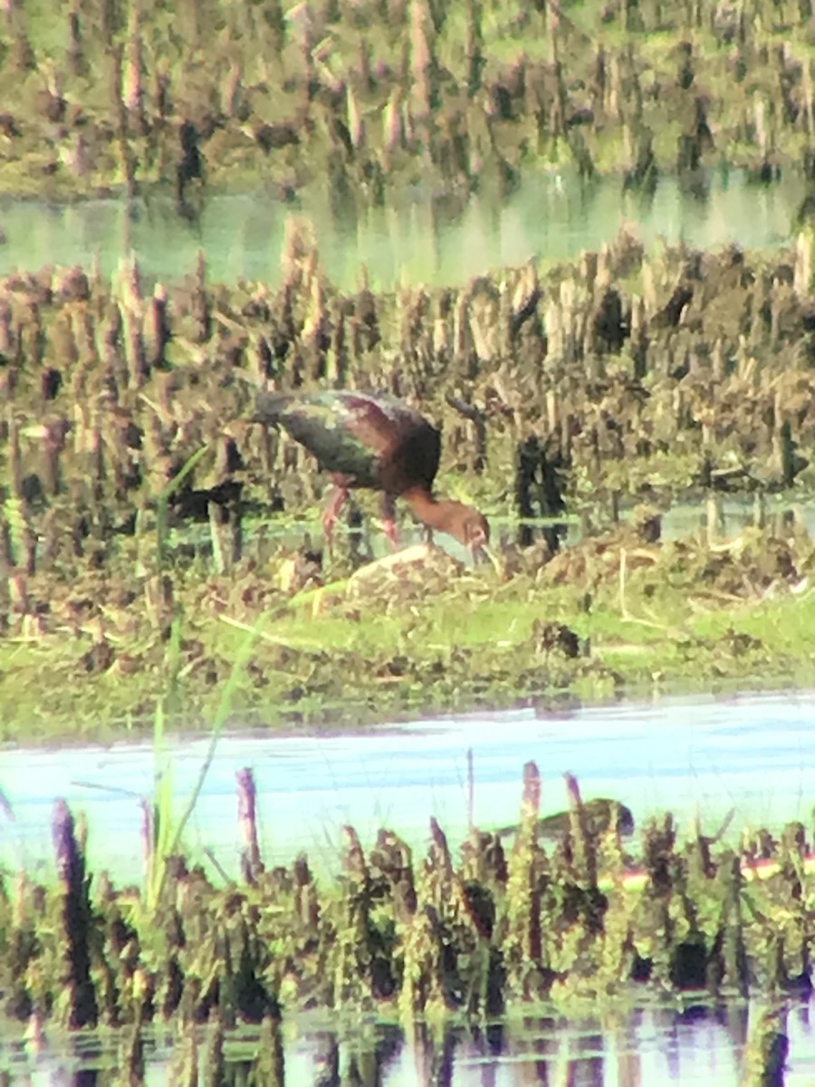 White-faced Ibis - ML458010261