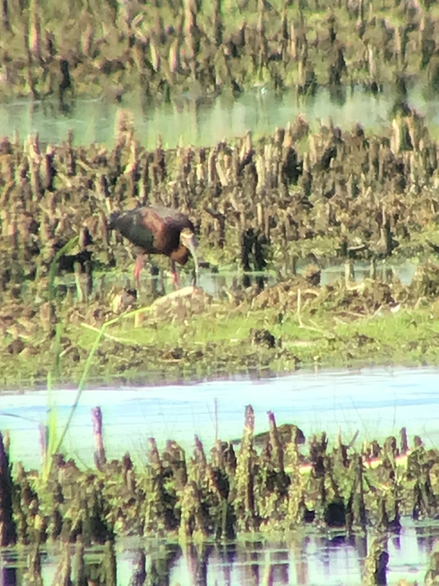 White-faced Ibis - Thomas Wood