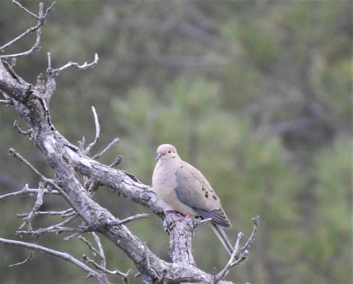 Mourning Dove - ML458010651
