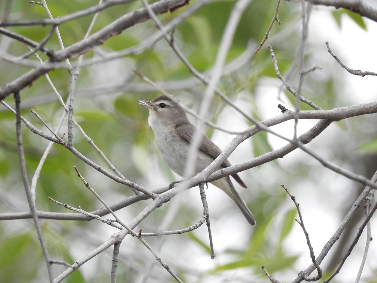Warbling Vireo - ML458010741