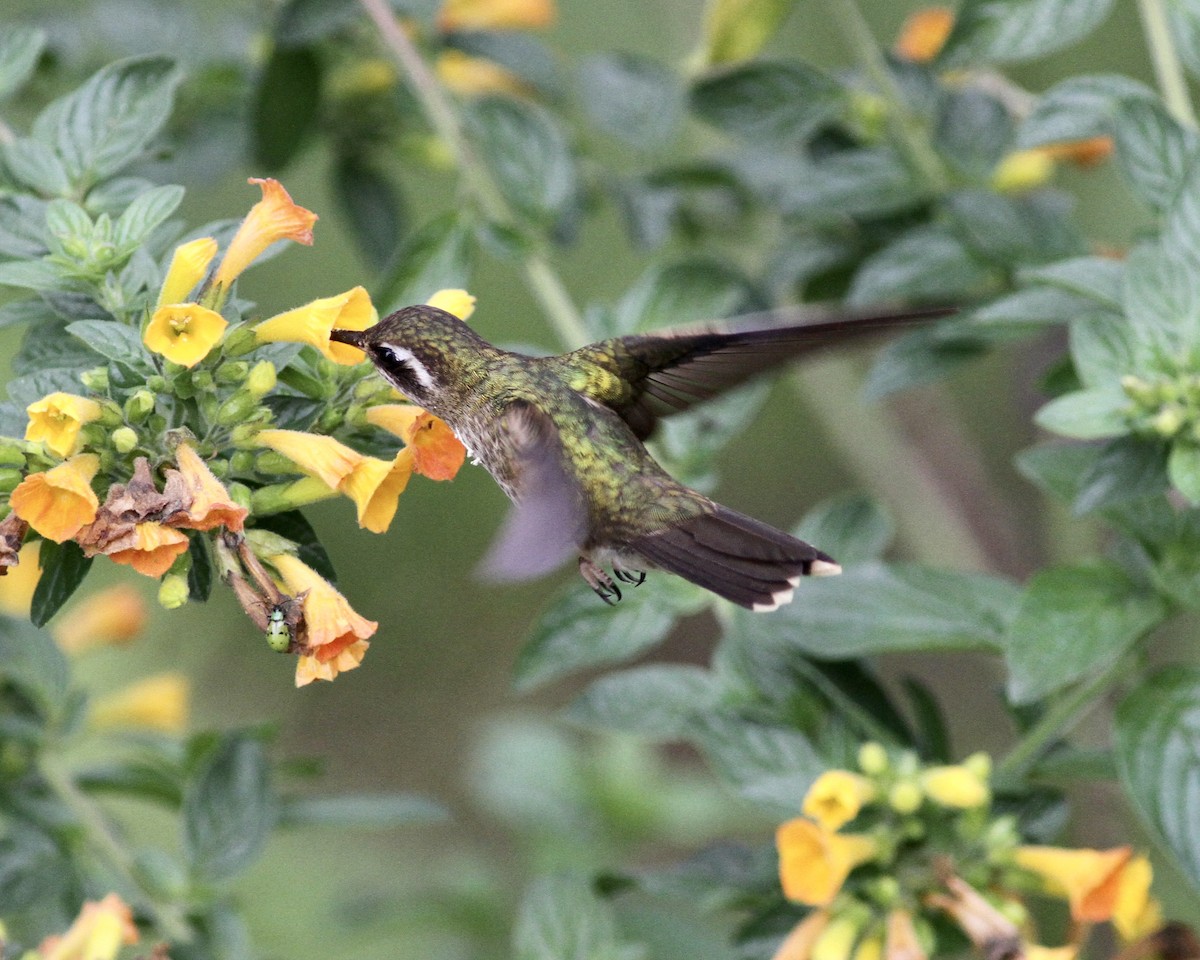 Colibri moucheté - ML458012391