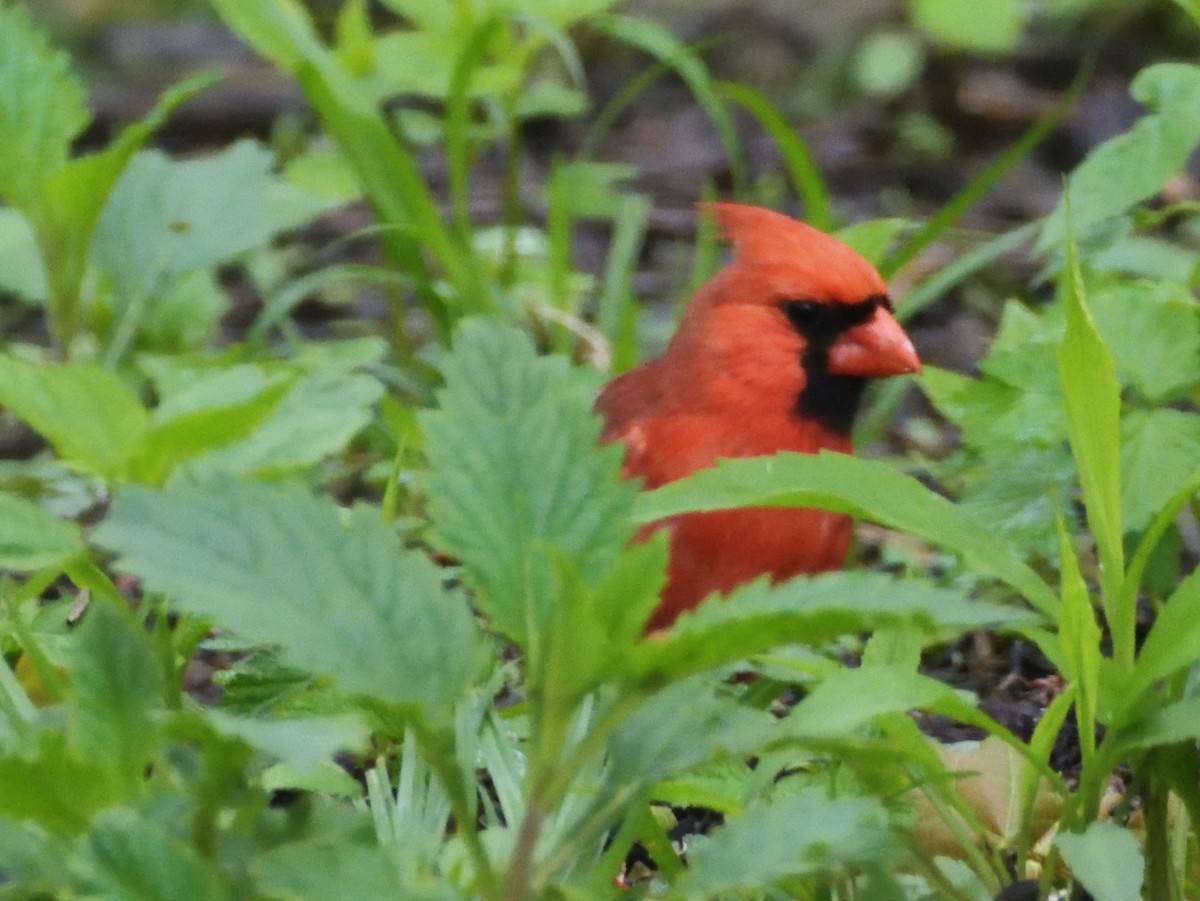 Northern Cardinal - Robert Tonge