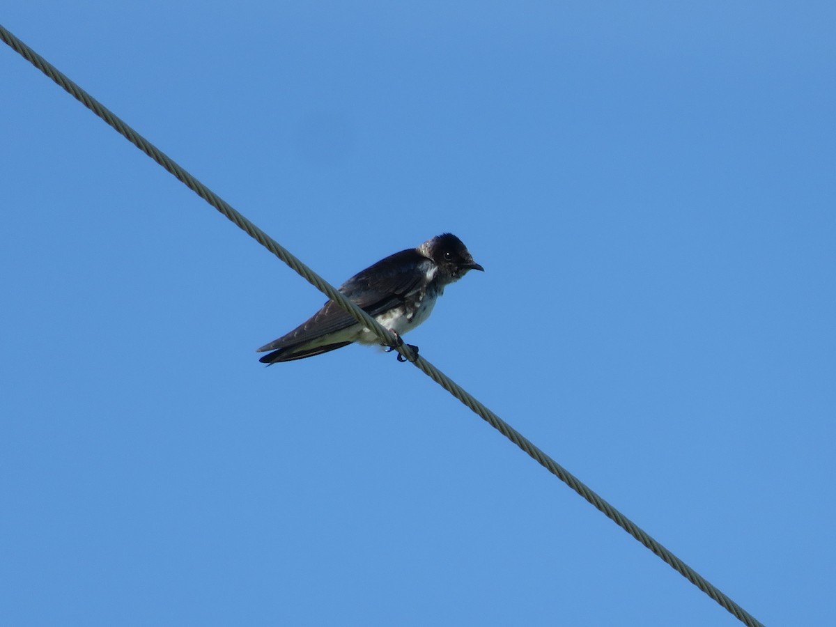 Purple Martin - ML458013001