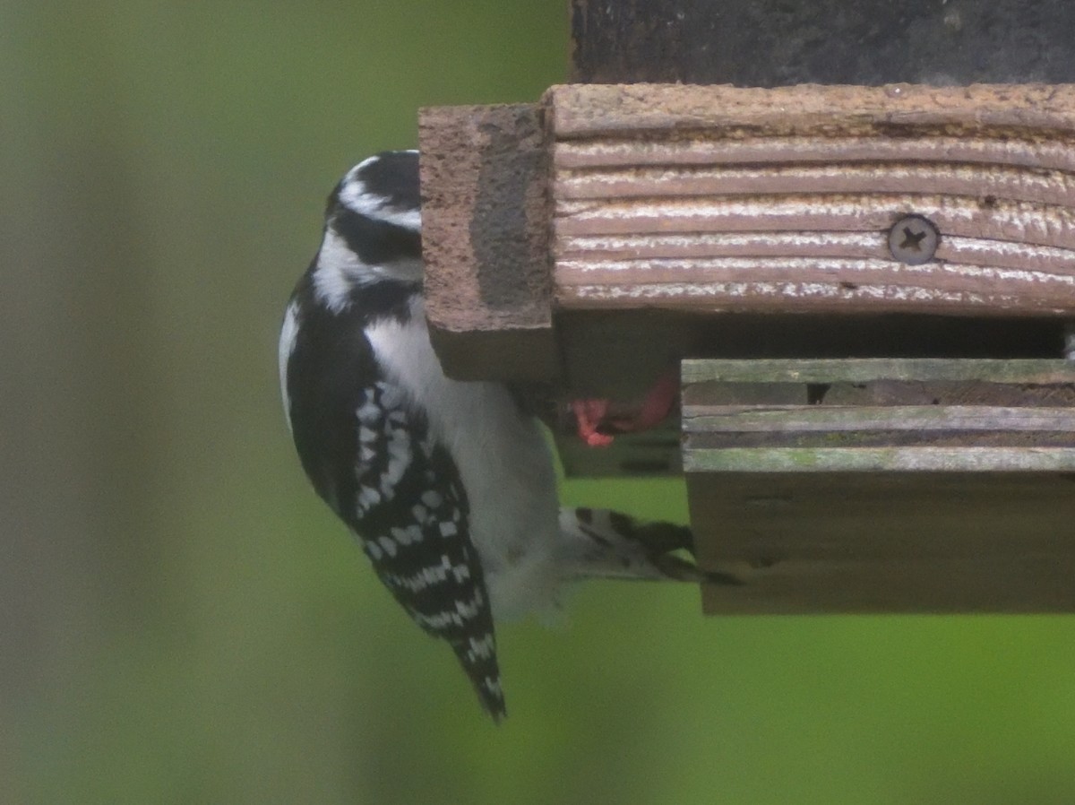 Downy Woodpecker (Eastern) - Robert Tonge