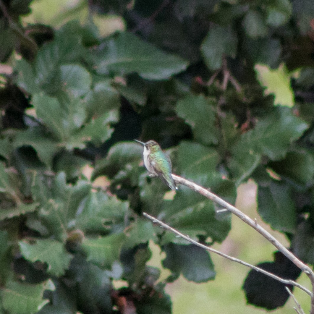 Ruby-throated Hummingbird - ML458014731