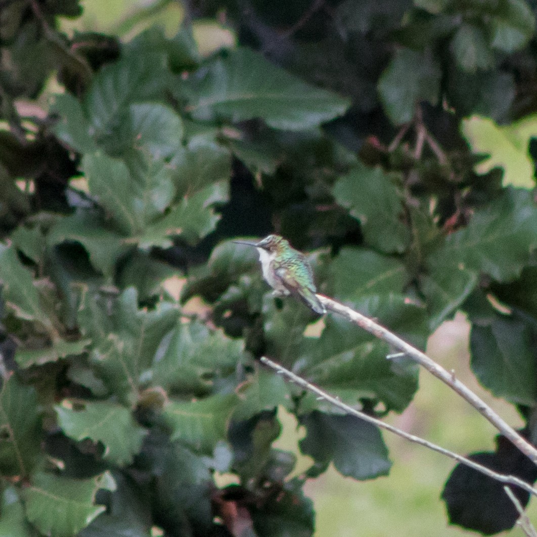 Ruby-throated Hummingbird - ML458014851