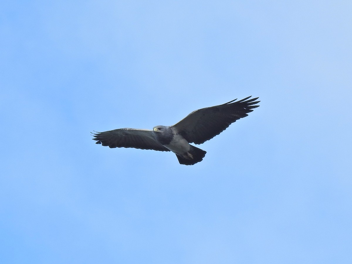 Black-chested Buzzard-Eagle - ML458016481