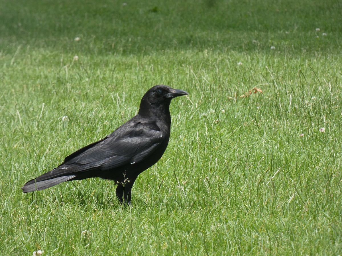American Crow - ML458017841