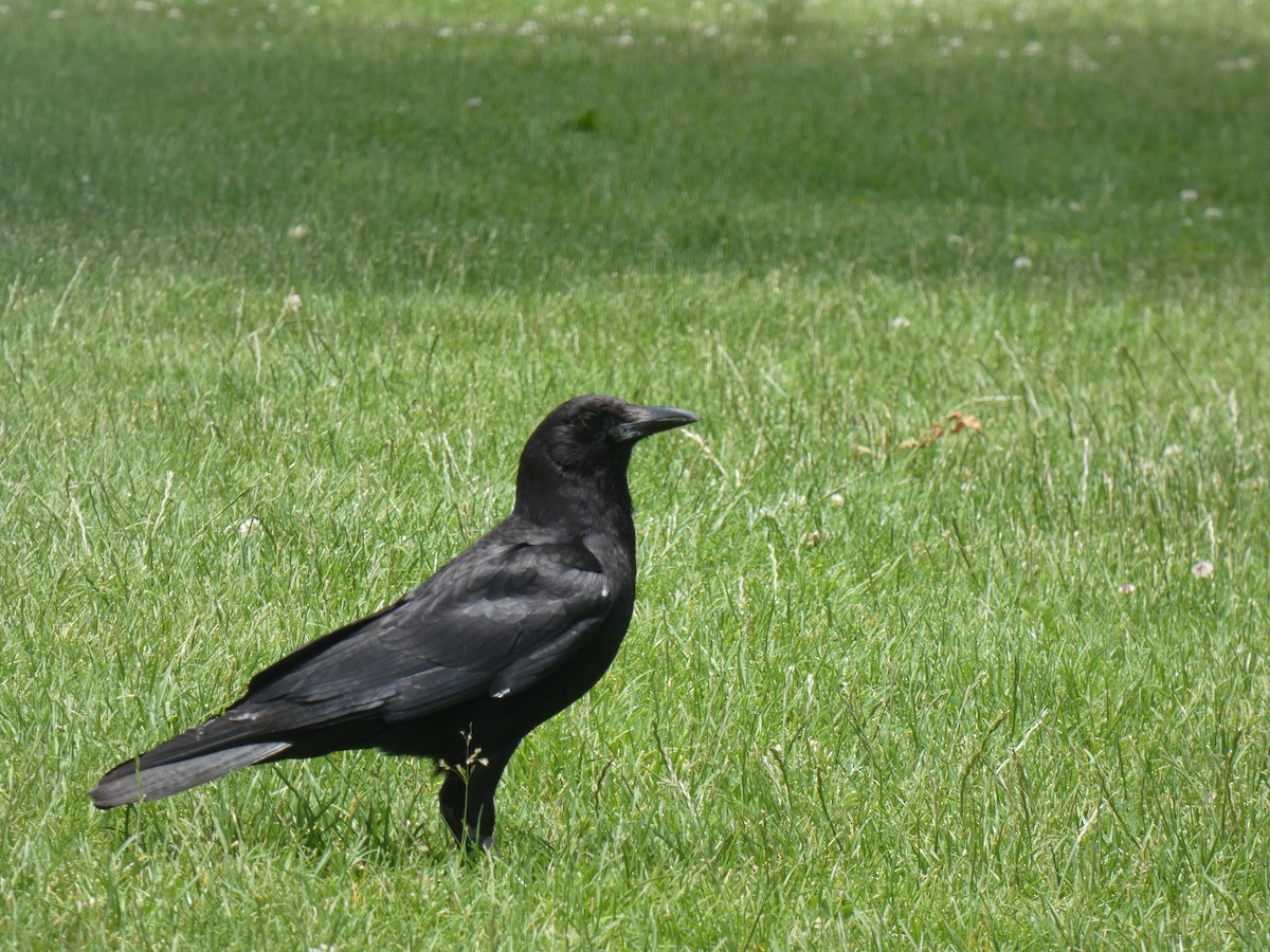 American Crow - ML458017861