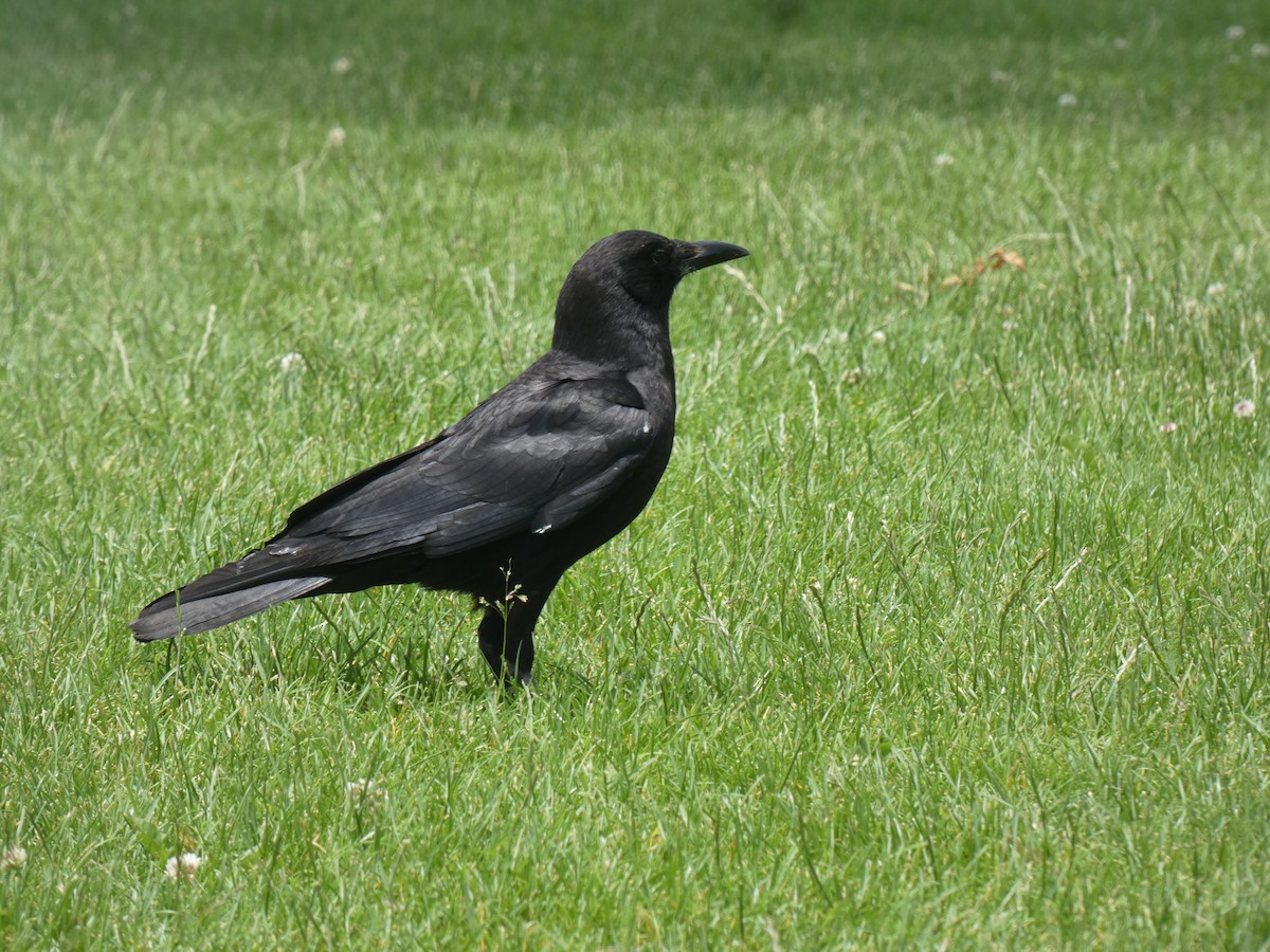 American Crow - ML458017881