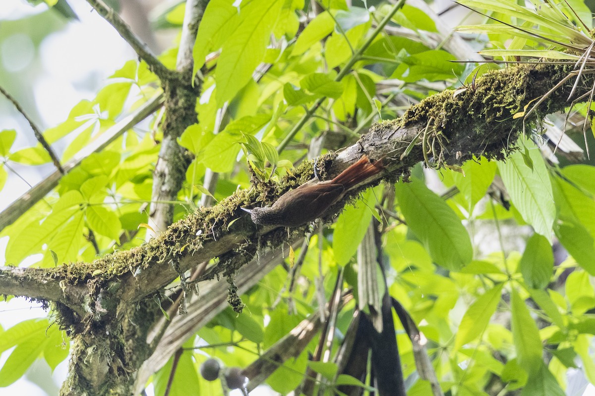 Long-tailed Woodcreeper (Southern) - ML458018331
