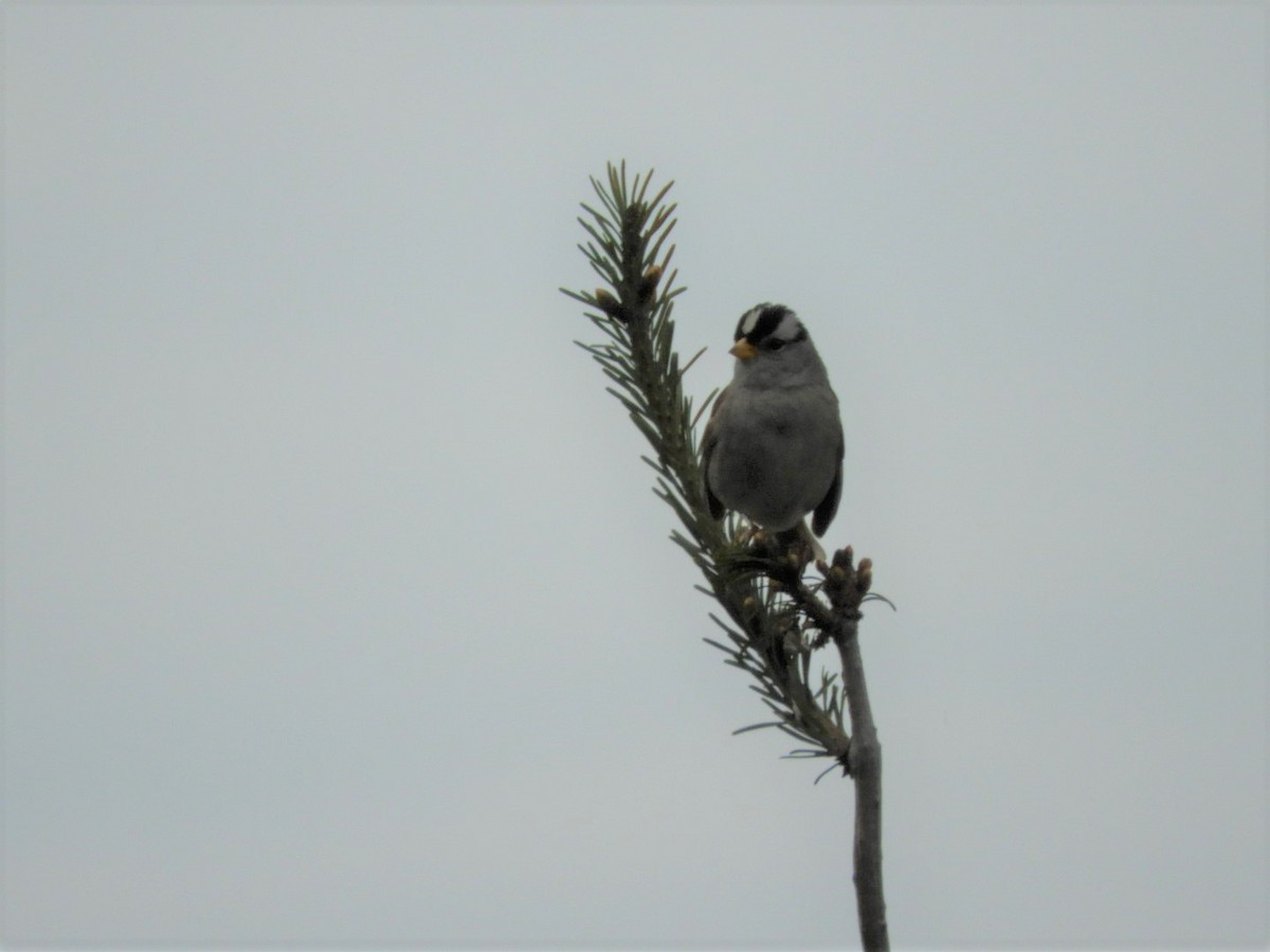 White-crowned Sparrow - ML458018781