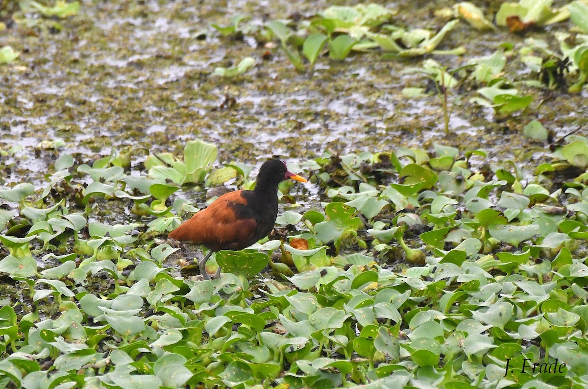 Wattled Jacana - ML458019001