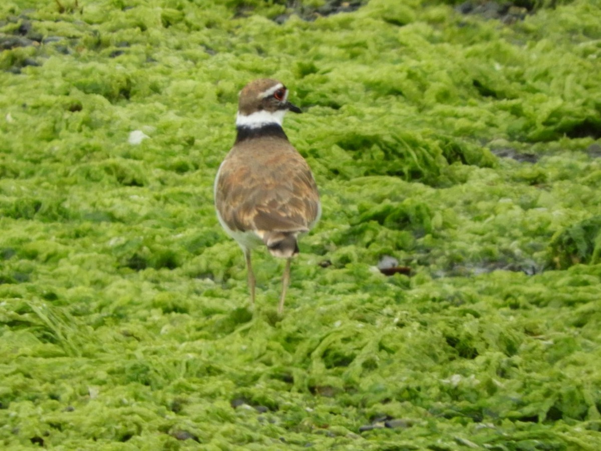 Killdeer - ML458019361