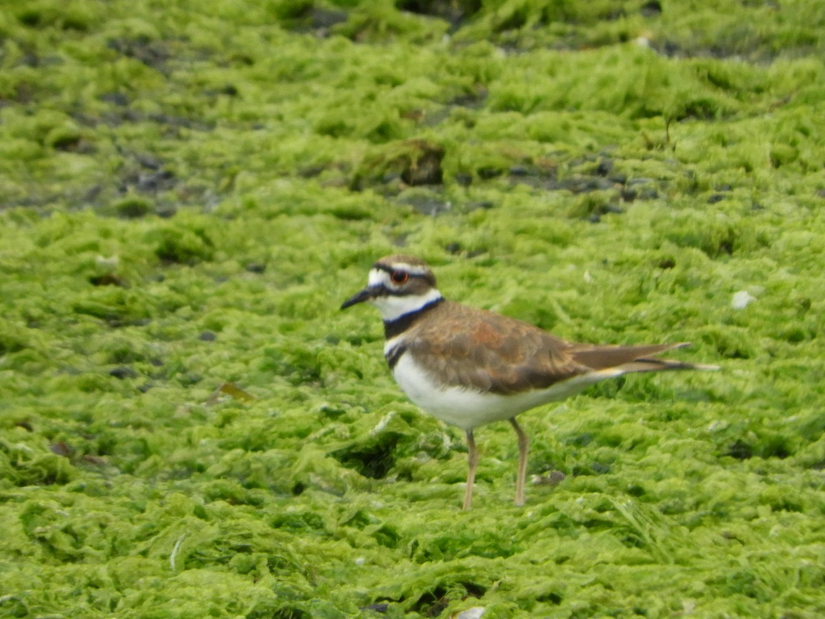 Killdeer - ML458019581