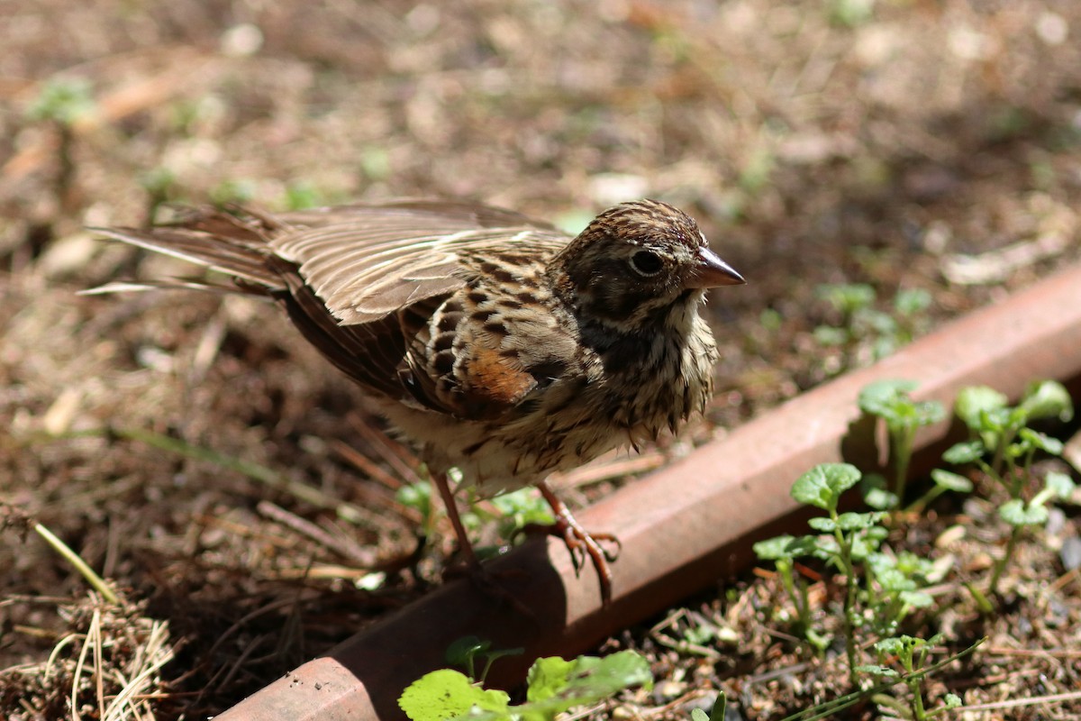 Vesper Sparrow - Bruce Steger