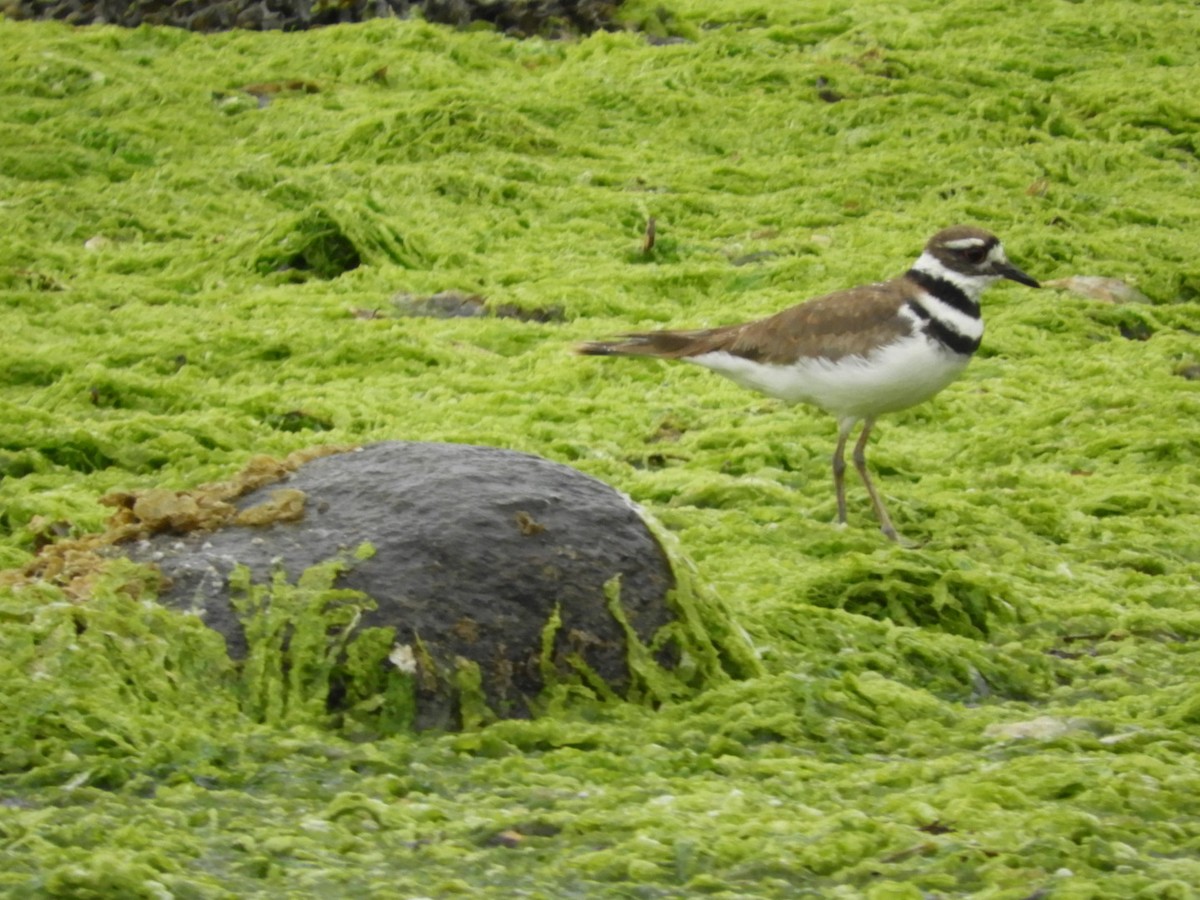 Killdeer - ML458019771