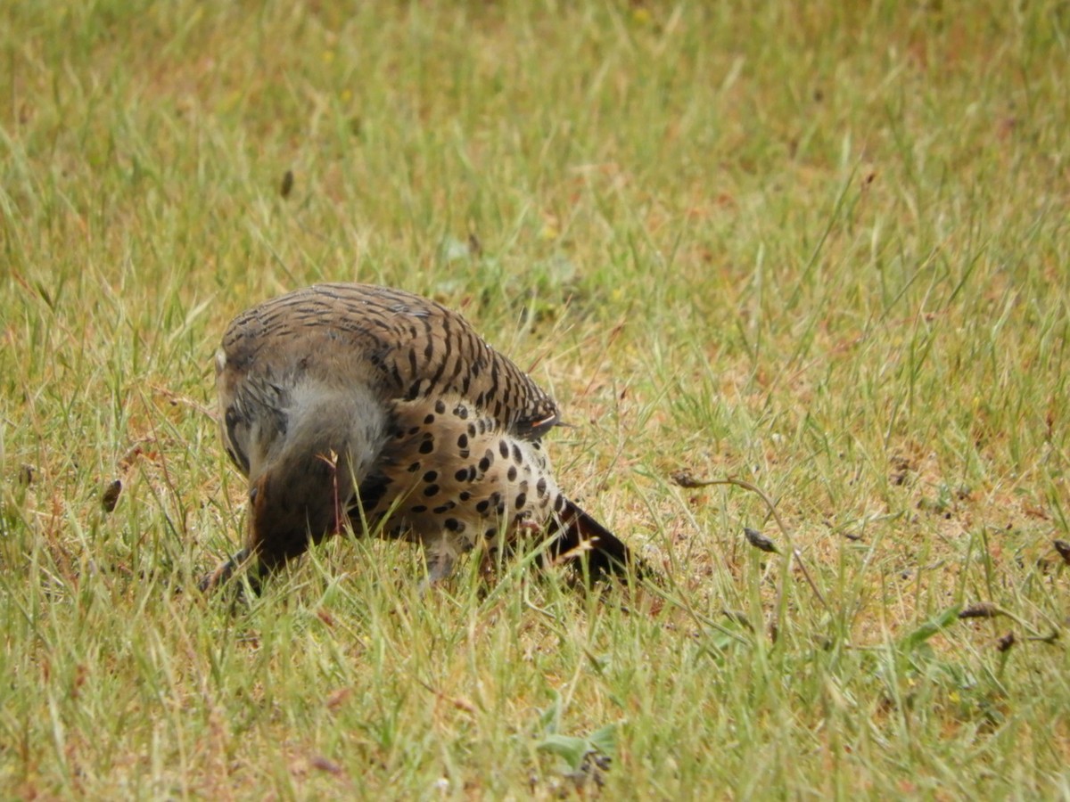 Northern Flicker - ML458019951