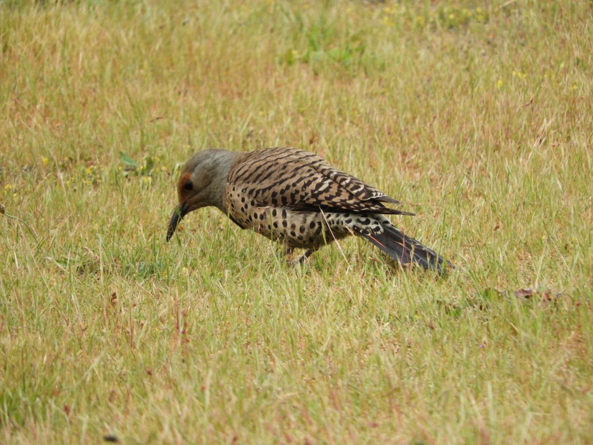 Northern Flicker - ML458020141