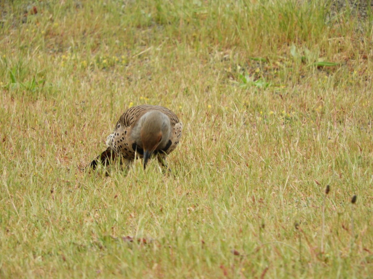 Northern Flicker - ML458020291