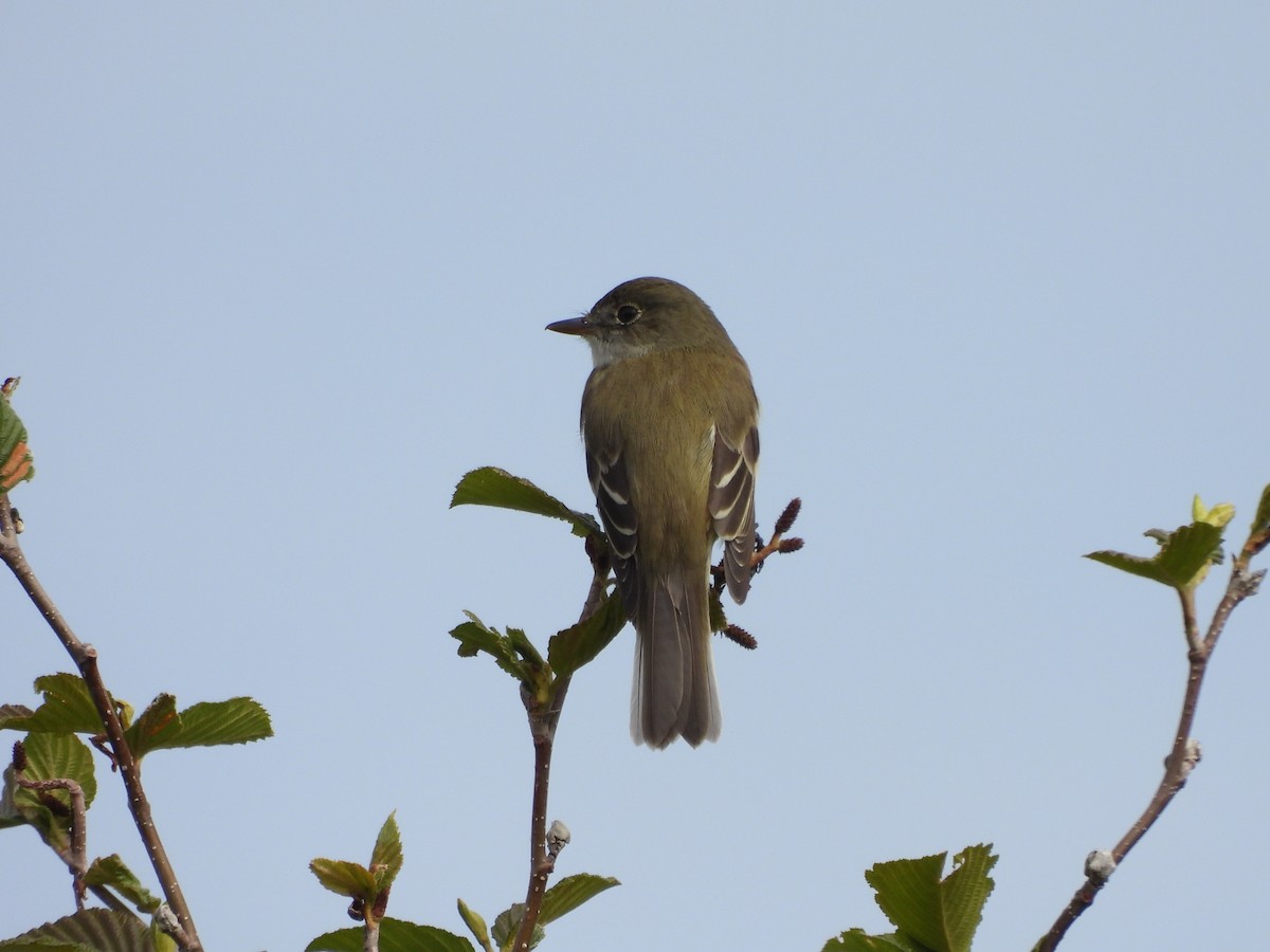 Alder Flycatcher - ML458020591