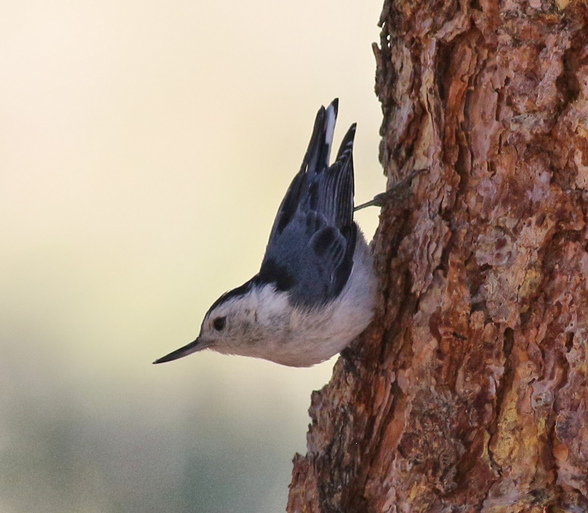 White-breasted Nuthatch - ML458021611