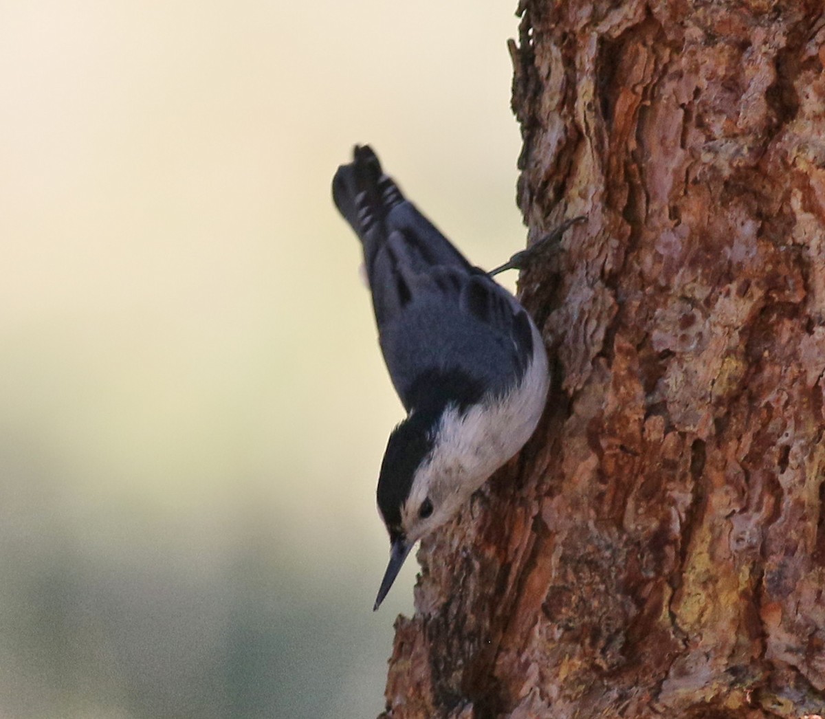 White-breasted Nuthatch - ML458021631