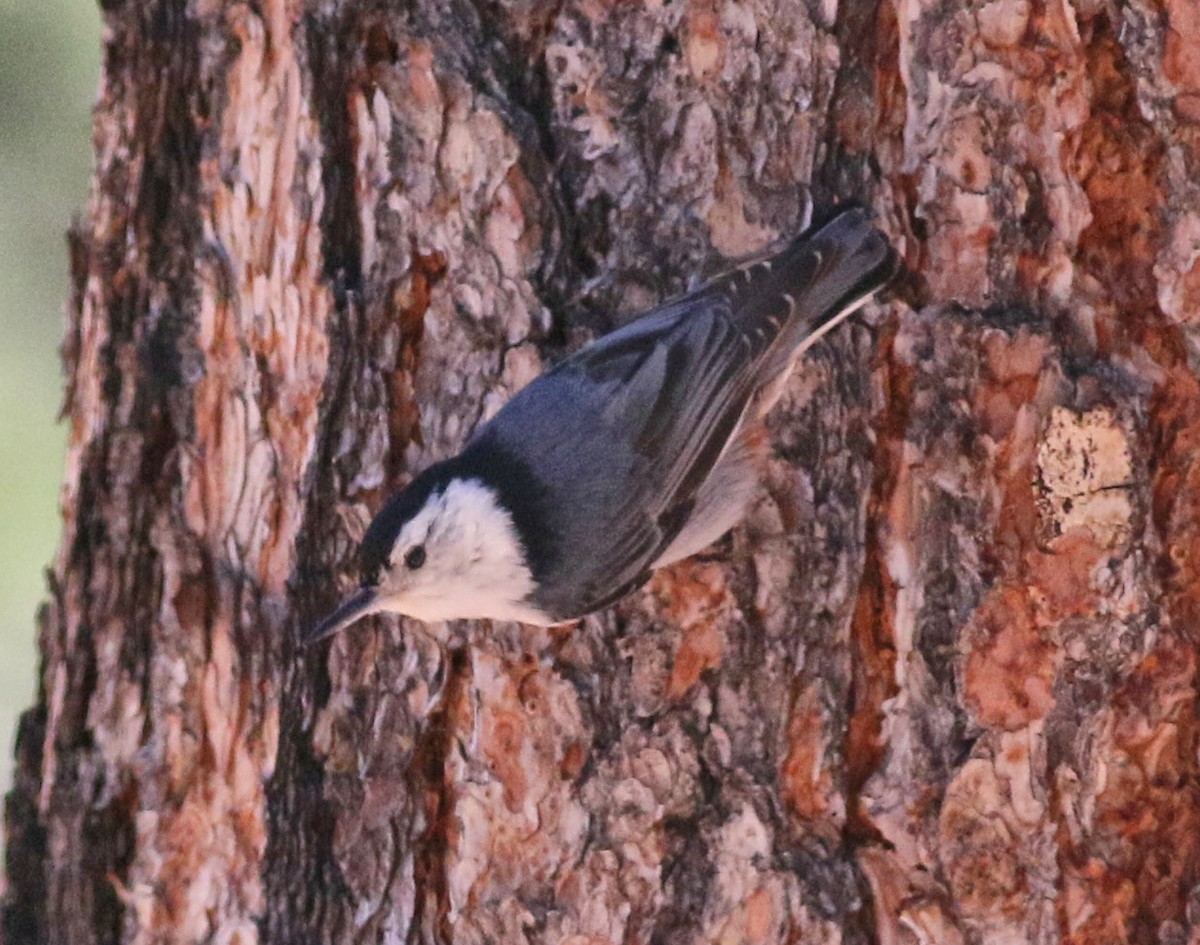 White-breasted Nuthatch - ML458021641