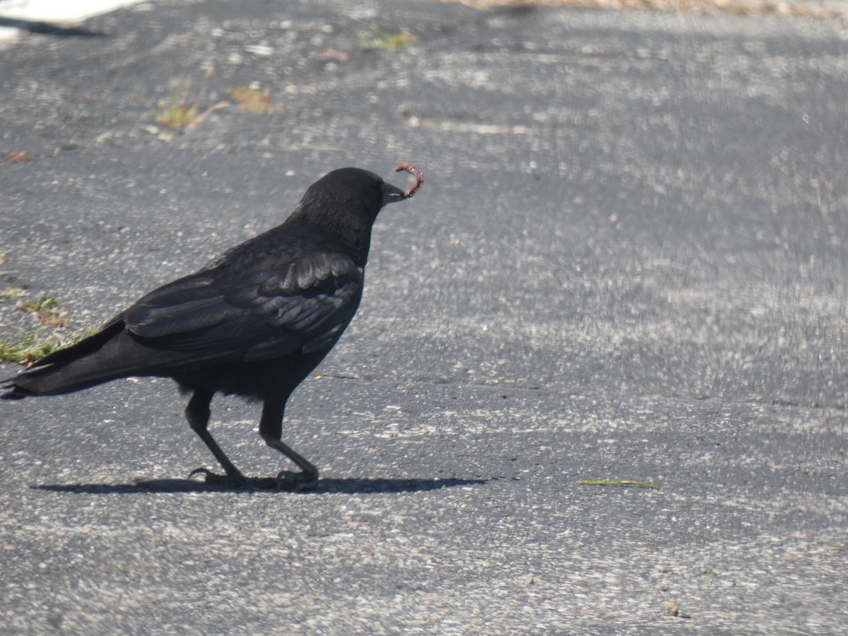 American Crow - ML458022931