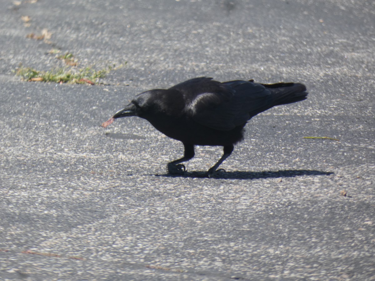 American Crow - ML458022941