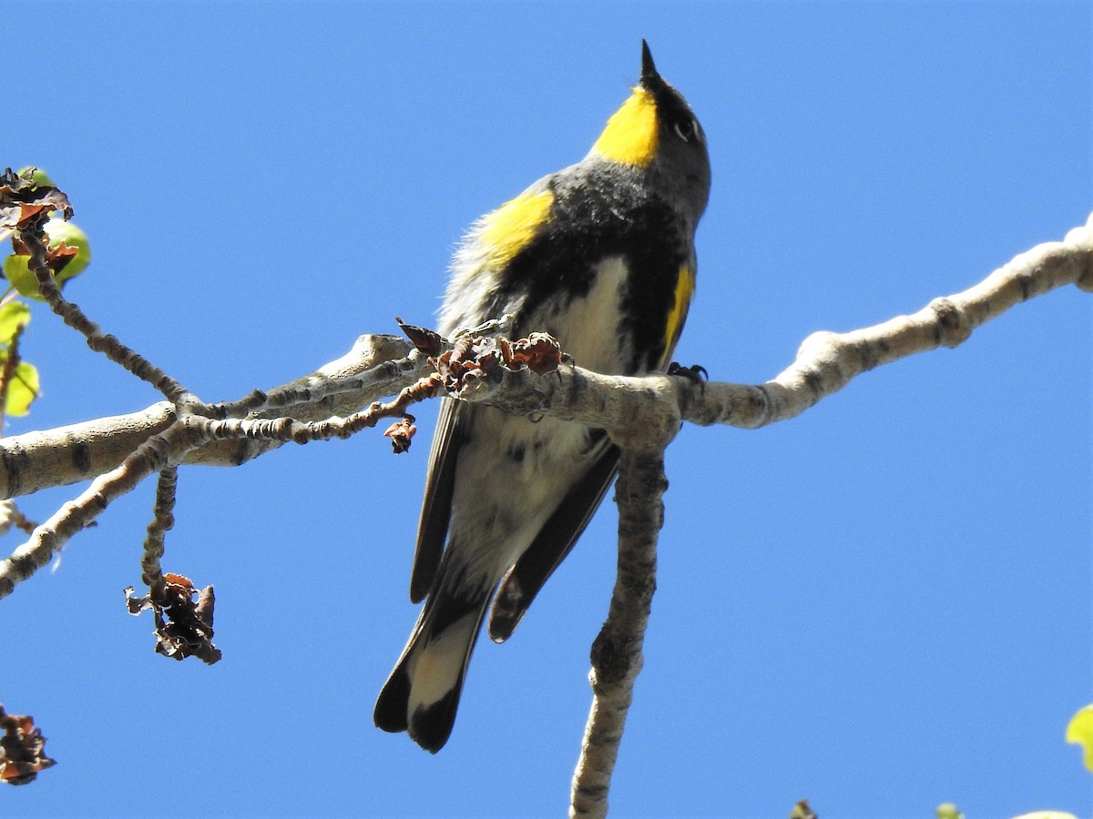 Yellow-rumped Warbler (Audubon's) - ML458023091