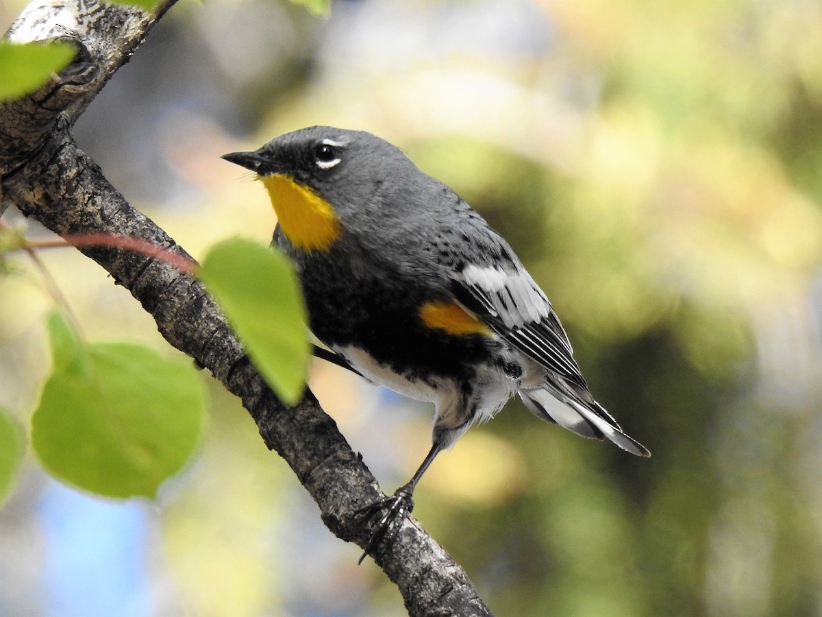 Yellow-rumped Warbler (Audubon's) - ML458023101
