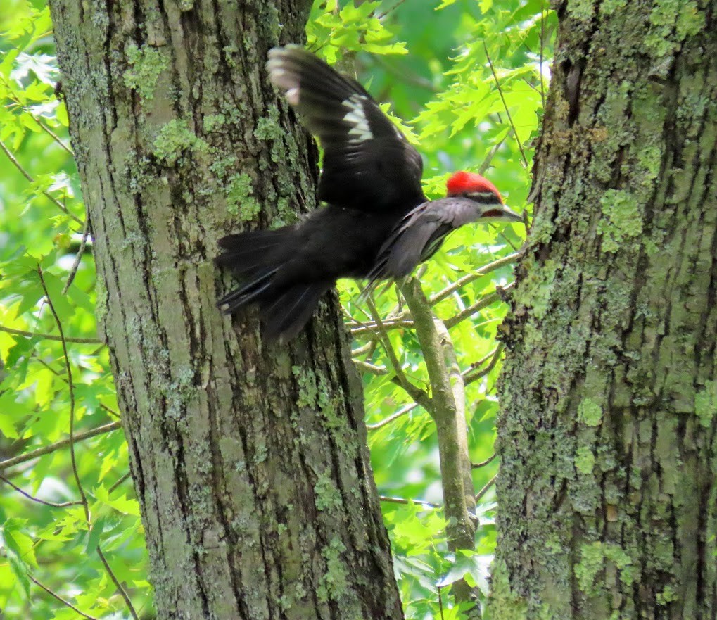 Pileated Woodpecker - Cindy Edwardson