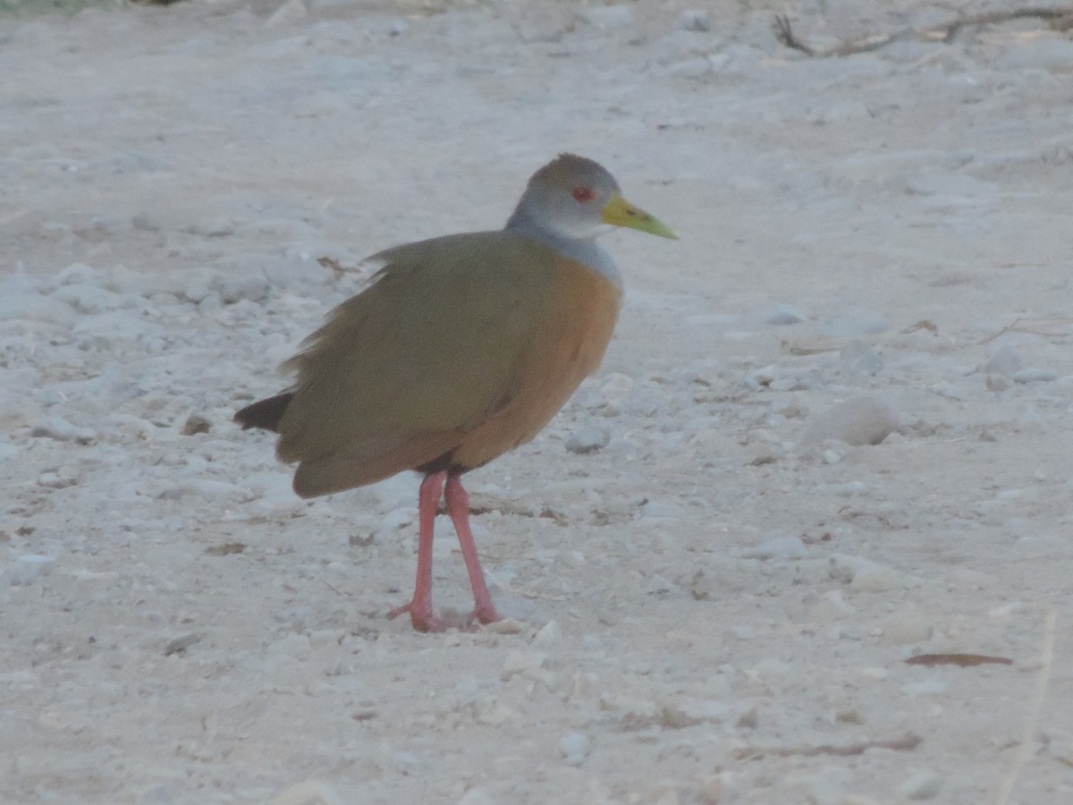 Gray-cowled Wood-Rail - ML458023431