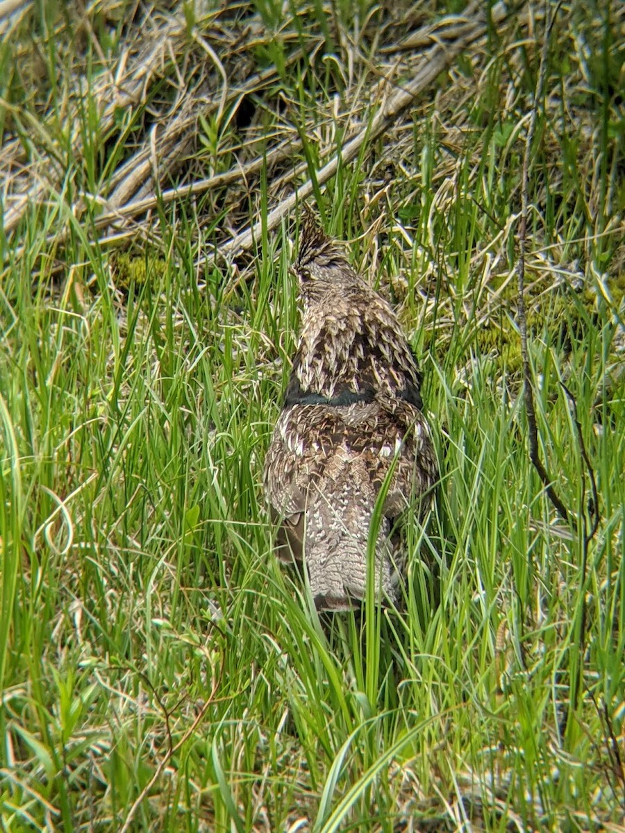 Ruffed Grouse - ML458023951